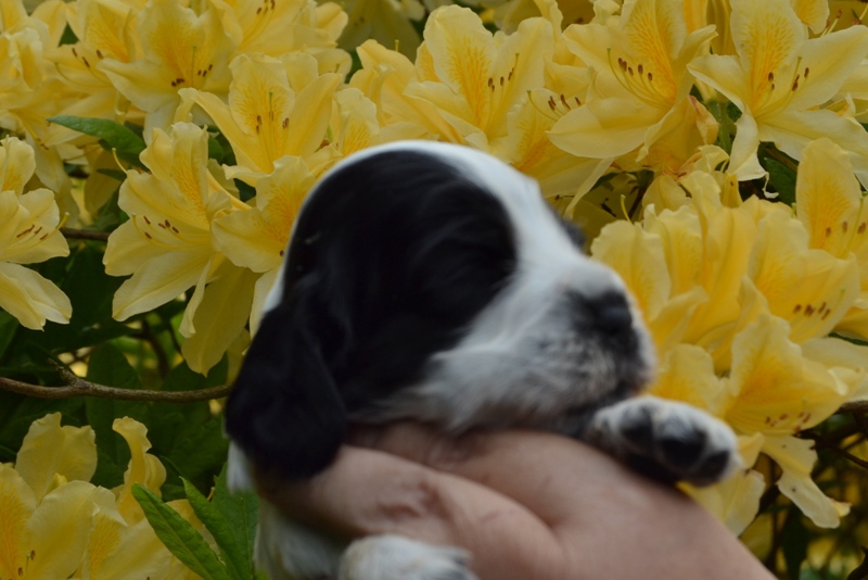 7c - fenka červená.JPG